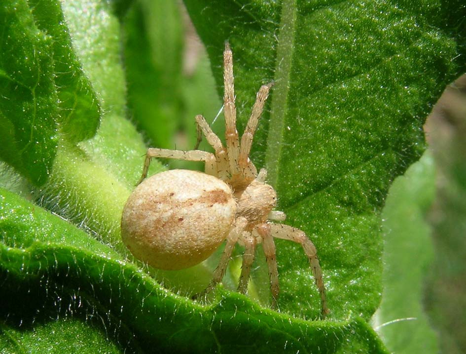 Philodromus sp.; Enoplognatha sp.; Phylloneta sp.